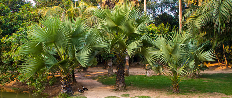 molesur Poda y Limpieza de Palmeras alhaurin el grande malaga